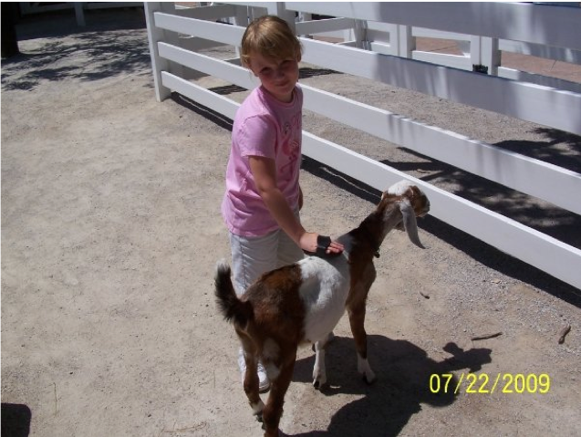 Young girl brushing a goat