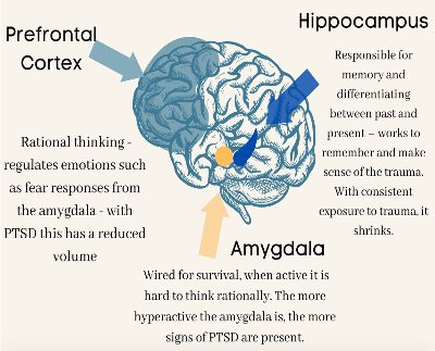 Parts of the brain affected by trauma - prefrontal cortex, amygdala, hippocampus