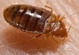 A bed bug on a human's skin.