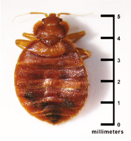 A bed bug next to a ruler for size comparison.