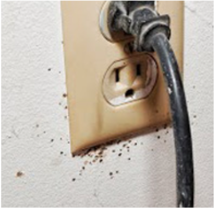 Bed bugs near a wall outlet.